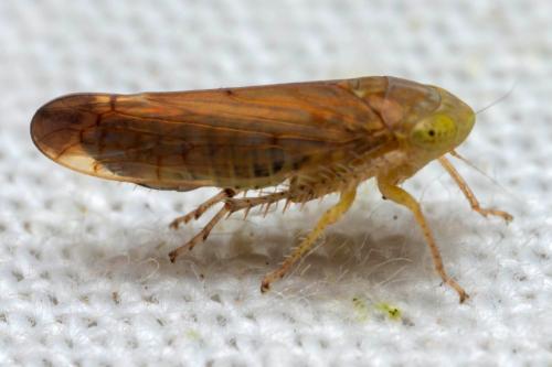 Heliotettix tangiricus